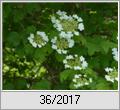 Gewhnlicher Schneeball (Viburnum opulus)