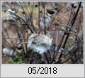 Herbst-Anemone im Winter