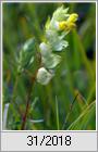 Kleiner Klappertopf (Rhinanthus minor)