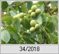 Walnu (Juglans regia) vor der Ernte