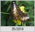 Kein Scherz: Brauner Segelfalter (Parthenos sylvia)