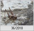 Gemeine Strauchschrecke (Pholidoptera griseoaptera)