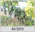 Sptblhende Traubenkirsche (Prunus serotina)