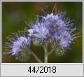 Bienenfreund (Phacelia tanacetifolia) ohne Bienen