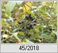 Frchte vom Osterschneeball (Viburnum burkwoodii)