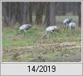 Kraniche (Grus grus) am Waldrand