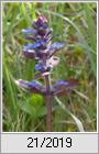 Kleine Braunelle (Prunella vulgaris)