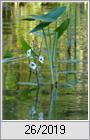 Gewhnliches Pfeilkraut (Sagittaria sagittifolia)