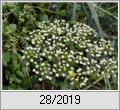 Die Gewhnliche Sichelmhre (Falcaria vulgaris)