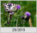 Schachbrettfalter (Melanargia galathea) 2019