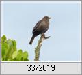 Jungamsel (Turdus merula)