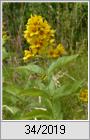 Gewhnlicher Gilbweiderich (Lysimachia vulgaris)