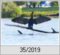 Kormoran (Phalacrocorax carbo) an der Havel