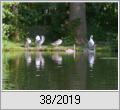 Schwanenfamilie an der Havel