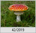 Fliegenpilz (Amanita muscaria)