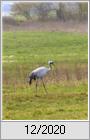 Keine Lust zum Vogelzug