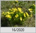 Adonisrschenblte (Adonis vernalis)