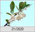 Blhende lweide (Elaeagnus multiflora)