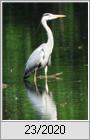 Graureiher (Ardea cinerea)