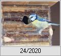 Blaumeise (Parus caeruleus)