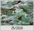 Zweiblttrige Schattenblume (Maianthemum bifolium)