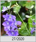 Rittersporn (Delphinium x belladonna)