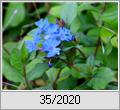 Chinesische Bleiwurz (Ceratostigma plumbaginoides)