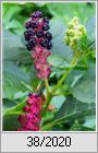 Indische Kermesbeere (Phytolacca acinosa)