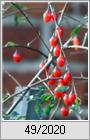 Gojibeere und Gemeiner Bocksdorn (Lycium barbarum)