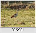 Nilgans (Alopochen aegyptiaca)