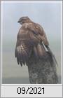 Musebussard (Buteo buteo)