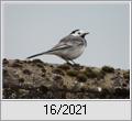 Bachstelze (Motacilla alba) auf dem Dach