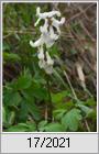 Frhlingsbote (Corydalis cava)