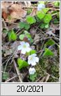 Waldsauerklee (Oxalis acetosella)