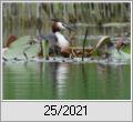 Haubentaucher (Podiceps cristatus) auf dem Nest