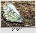 Rapsweiling (Pieris napi) an der Trnke