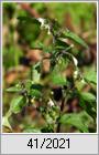Schwarzer Nachtschatten ( Solanum nigrum ssp. nigrum)