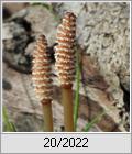 Ackerschachtelhalm (Equisetum arvense)