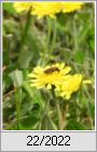Kleines Habichtskraut (Hieracium pilosella)