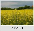 Wo sind die Bienen?