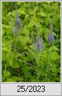 Langblttriger Ehrenpreis (Veronica longifolia)