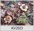 Erdsterne (Geastrum)