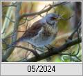 Wacholderdrossel (Turdus pilaris)