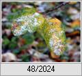 Letzte Bltter - erster Schnee