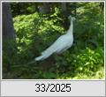 Weier Pfau