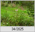 Invasiv und Bienenweide