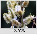 Weidenbl�te