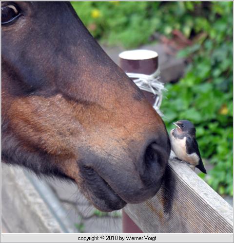 Jungschwalbe und Pony zärtlich Pony mit junger Rauchschwalbe (Hirundo rustica)